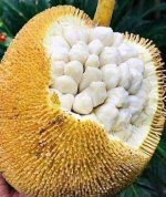 marang.jpg