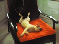 peppiecontented.JPG peppiecontented.JPG